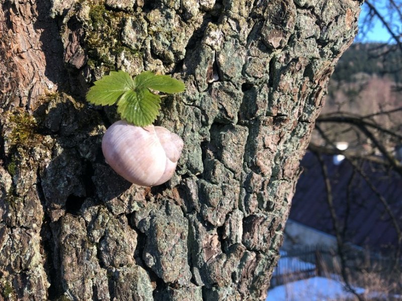 Landart v prírodnej záhrade